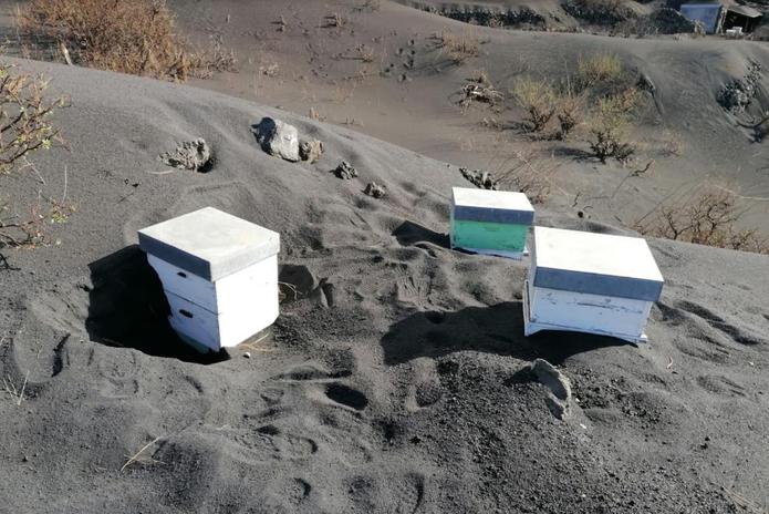 Imagen de las colmenas rescatadas tras 50 días enterradas bajo un manto de ceniza del volcán de La Palma. EFE/ ADS Apicultores de La Palma.