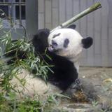 Osa panda regresa a China en busca de un novio
