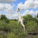 La última jirafa blanca del mundo estará controlada por GPS