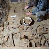 Hallan restos de mamut de unos 40,000 años en una bodega de vinos
