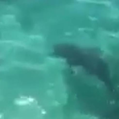 Delfines sorprenden a bañistas en Icacos