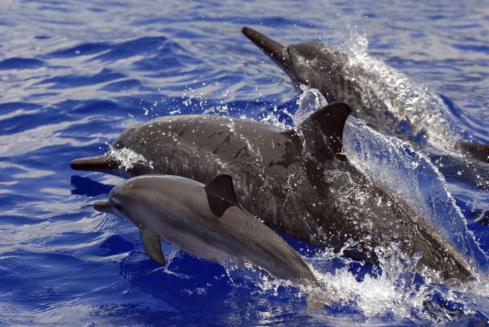 De día, los delfines giradores utilizan las zonas próximas a la orilla que tienen condiciones ambientales óptimas para socializar, alimentar a las crías, esconderse de los depredadores y descansar antes de la caza nocturna.