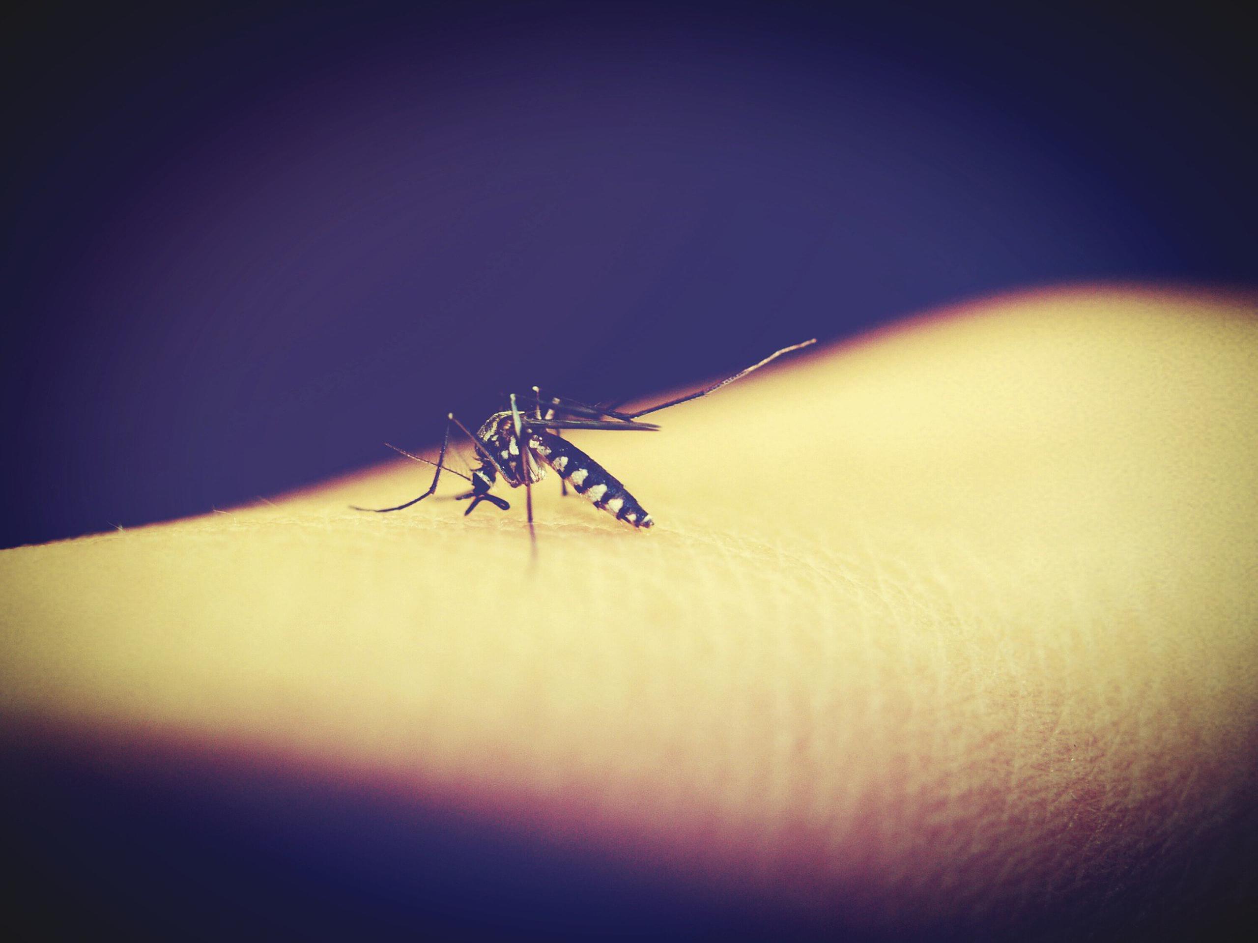 Se conocen dos cepas del virus zika: la asiática y la africana y el nuevo tipo encontrado en Brasil es de origen africano. (Pixabay)