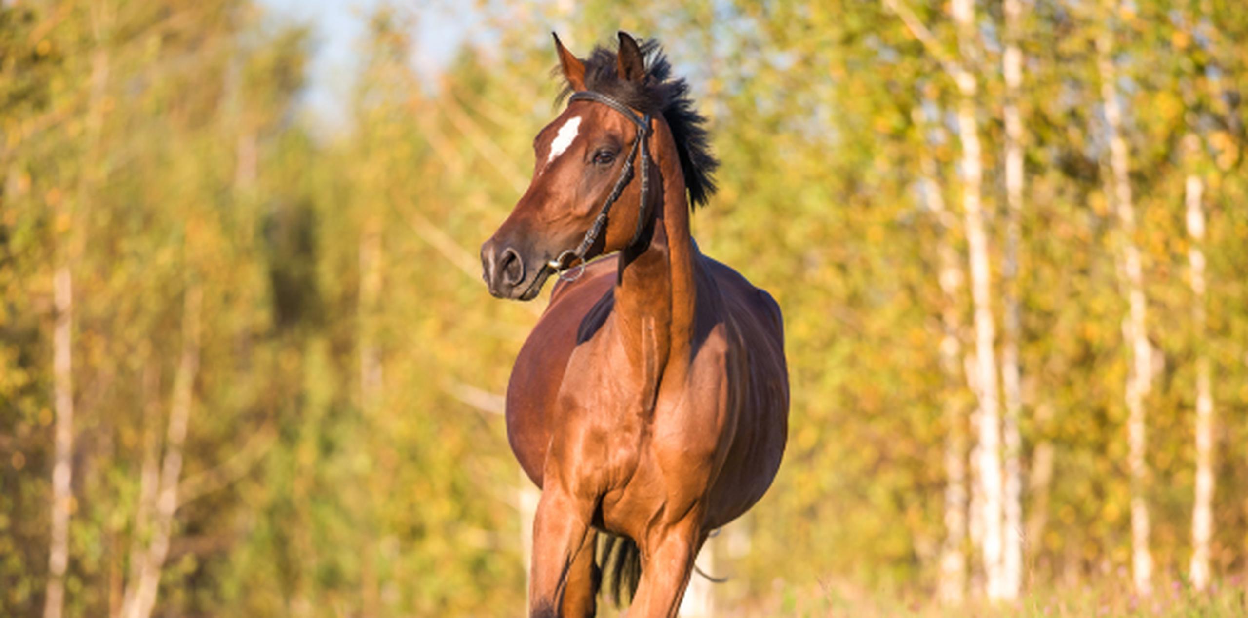 No se reveló si el caballo fue herido también. (Shutterstock)