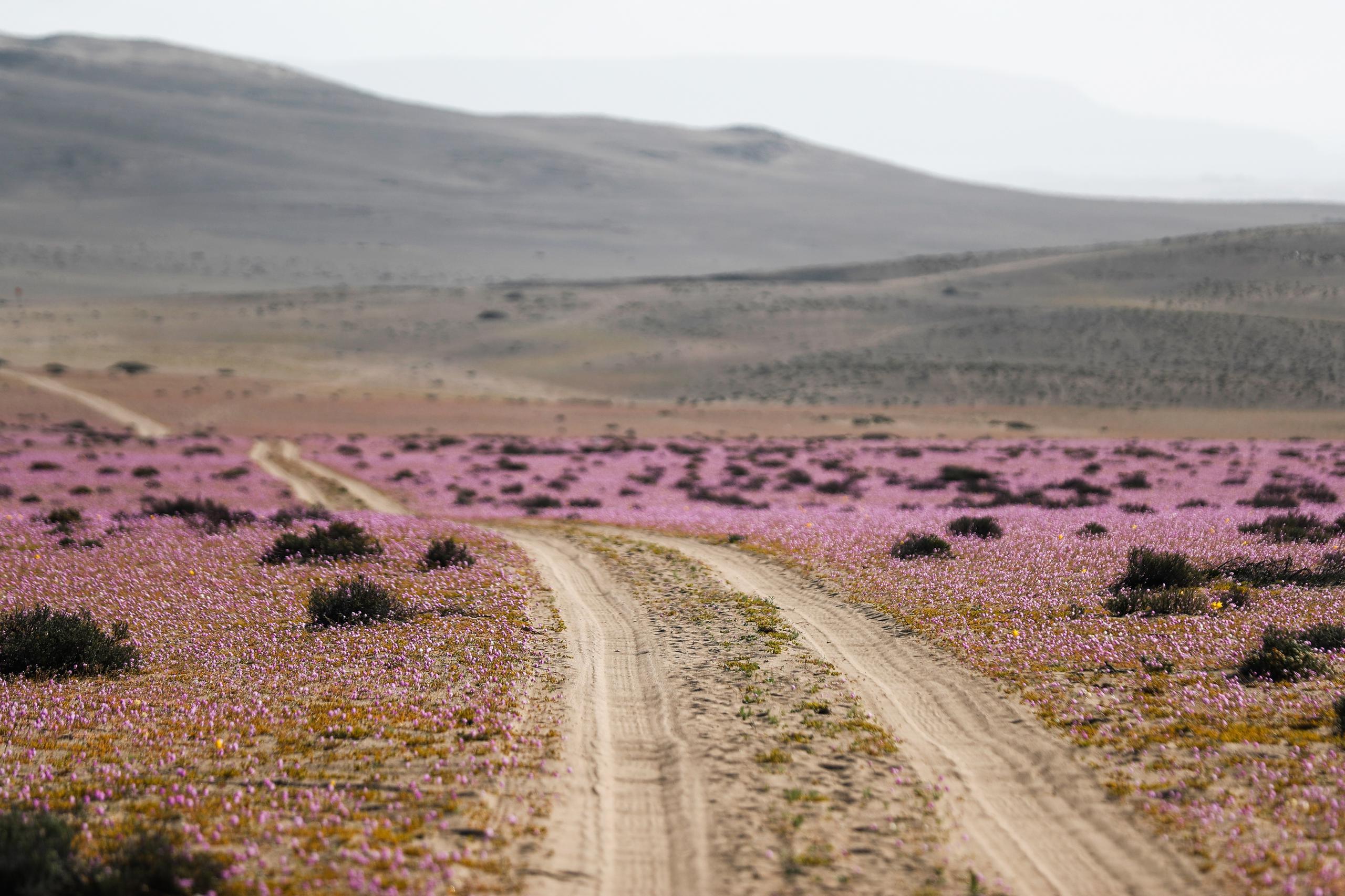 Fotografía del paisaje de flores en el desierto de Atacama, un fenómeno natural conocido como el Desierto Florido que ocurre entre cada 5 y 10 años aproximadamente, el 7 de octubre de 2021, en la norteña ciudad de Caldera (Chile). EFE/José Caviedes
