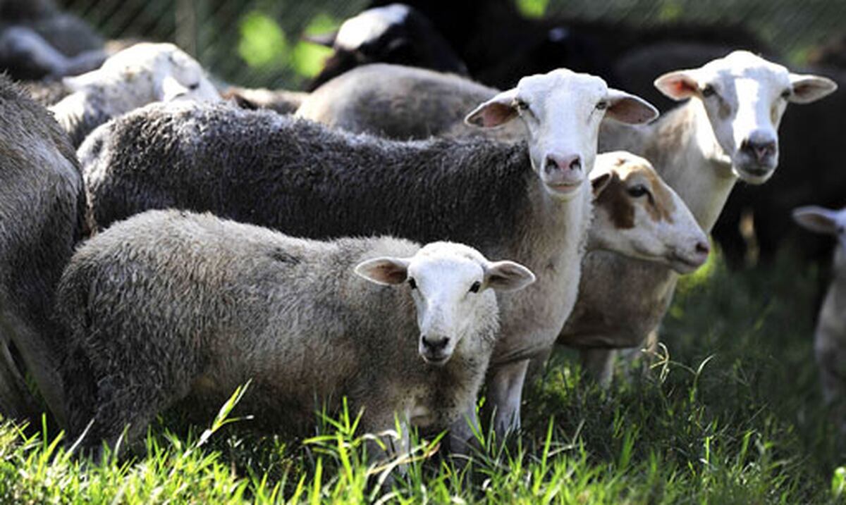 Roban ovejas de finca en Juana Díaz Primera Hora