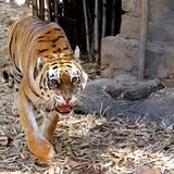 Población de tigres aumenta en la India