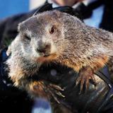 La marmota de Punxsutawney vaticina seis semanas más de invierno 