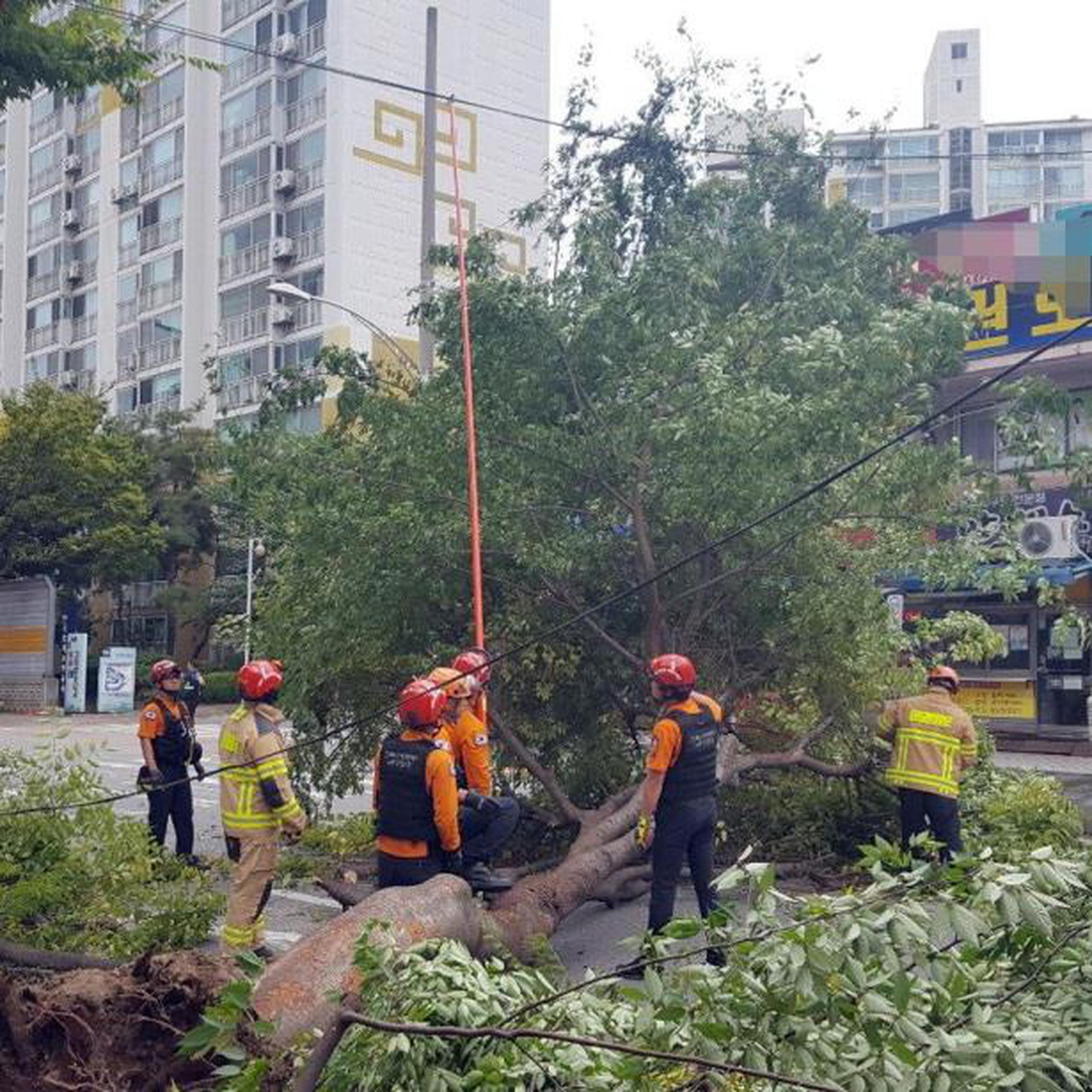 Lingling derribó árboles y farolas, y dañó letreros de edificios y señales del tránsito. (EFE / EPA / Gunsan City Government)