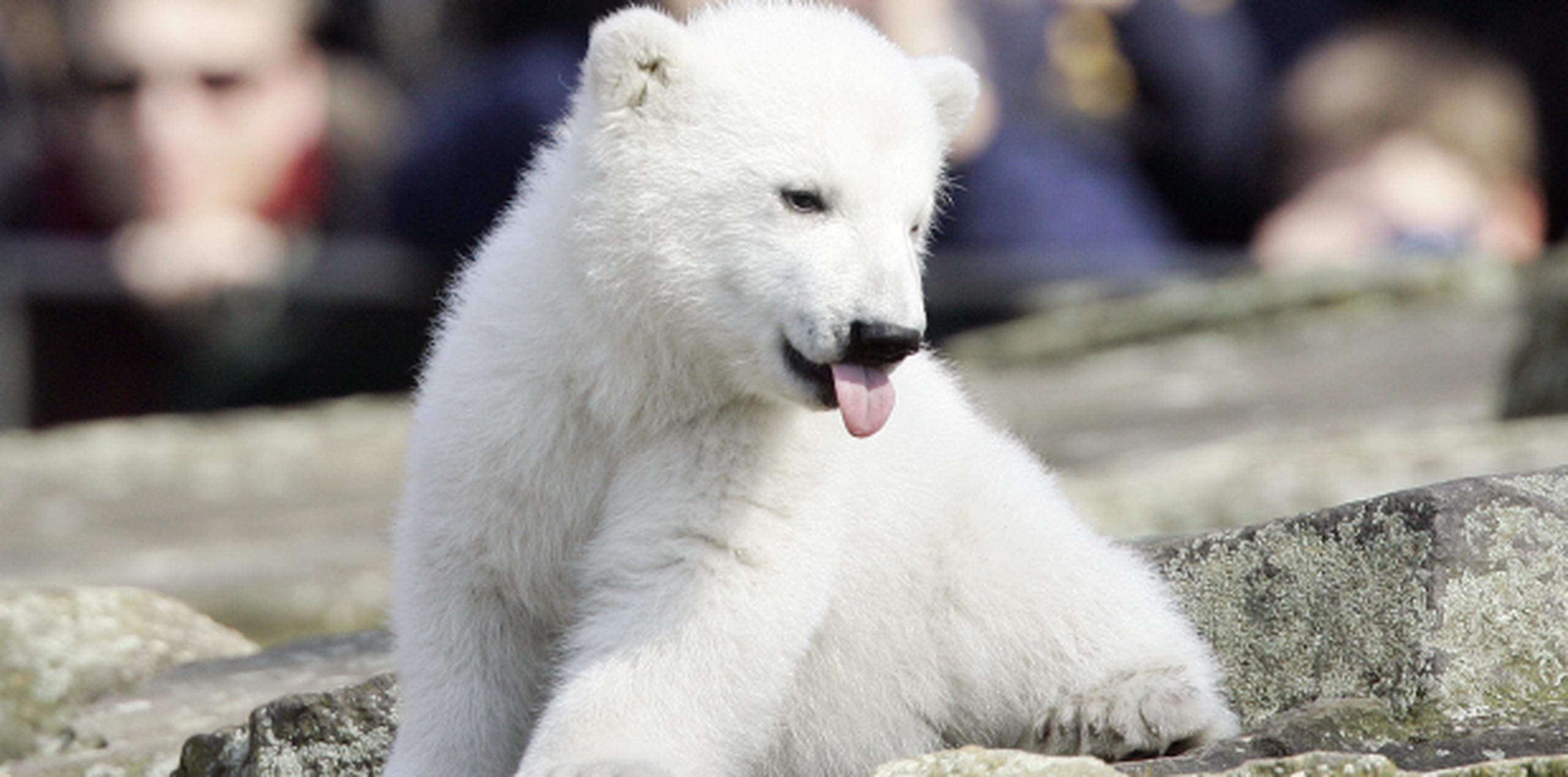Los osos polares de Alaska podrían estar entre los primeros en sentir los efectos adversos del calentamiento global. (Archivo)