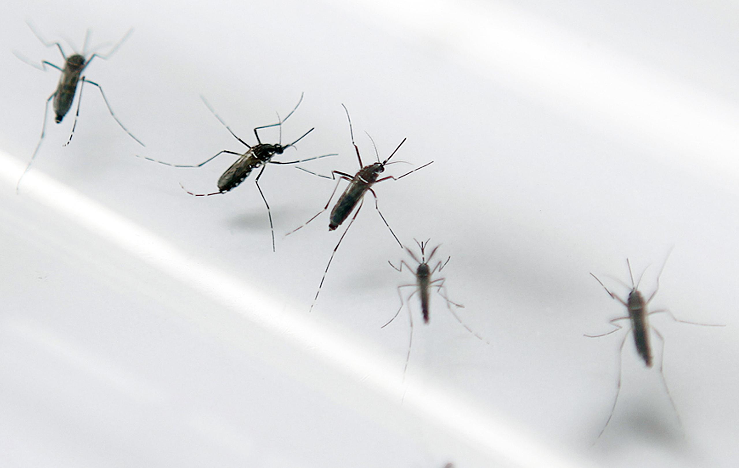 En el país centroamericano circulan “cuatro serotipos de dengue”.
