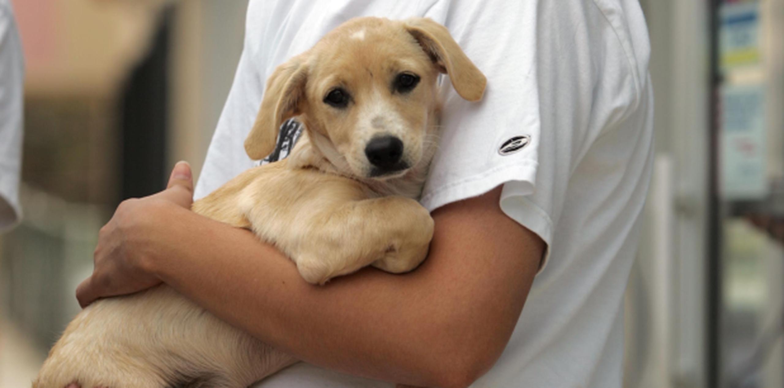 La vacunación permite que tu mascota esté a salvo de enfermedades perniciosas como rabia, distemper y leptospirosis. (Archivo)