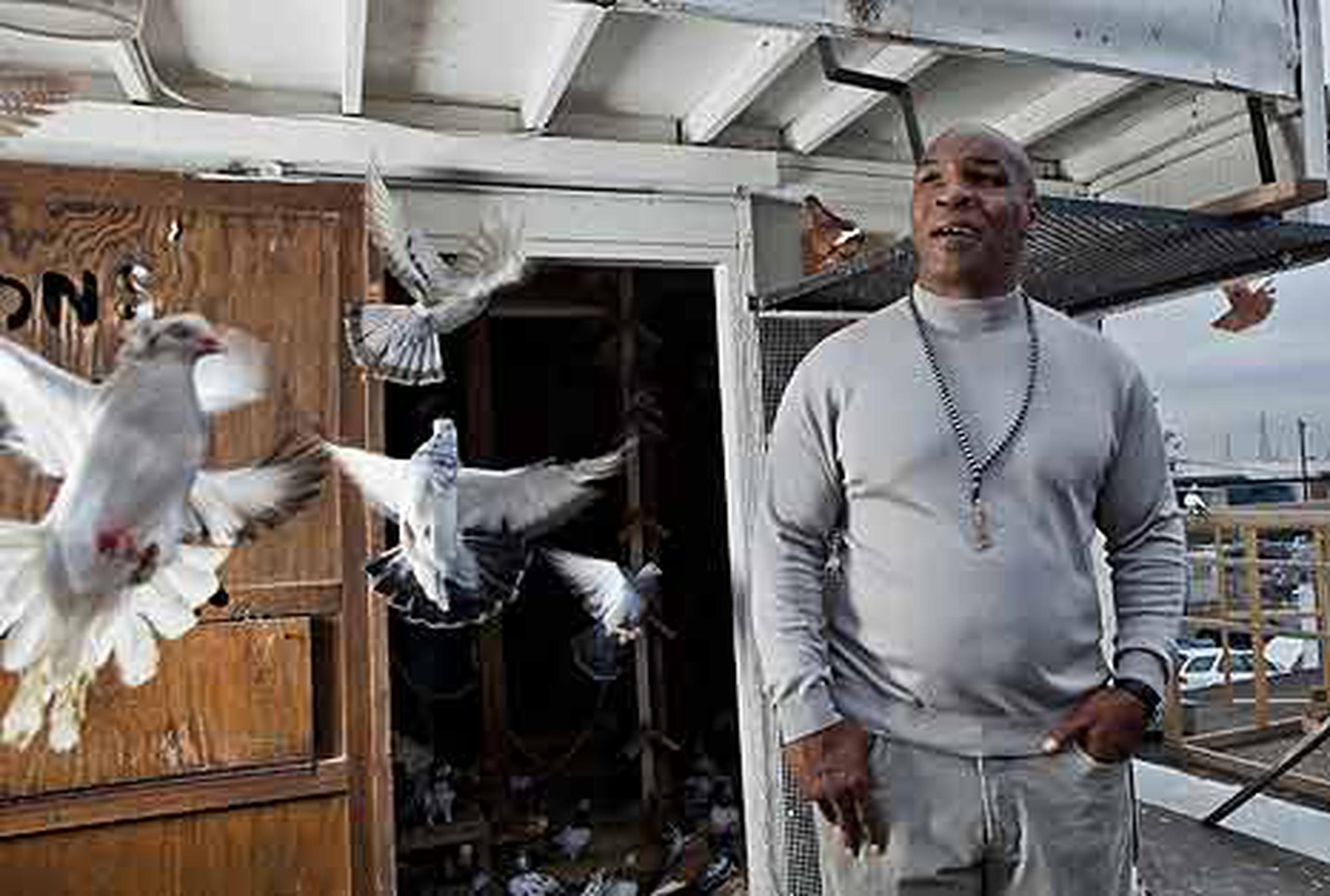 Mike Tyson estrenará el domingo en la noche el programa Taking on Tyson, que se centrará en su pasión por la cría de palomas. (AP/Animal Planet/ Mat Szwajkos)