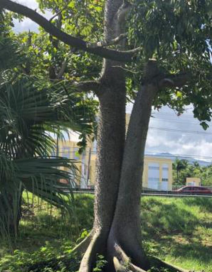 Arbol De Ceiba En La Mirilla Primera Hora
