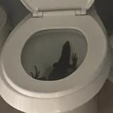 Mujer se lleva tremendo susto al hallar iguana negra en su toilet en Florida