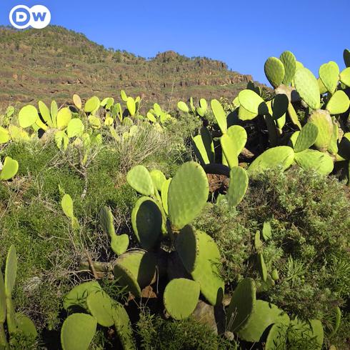 Lo último en biocombustibles: el cactus