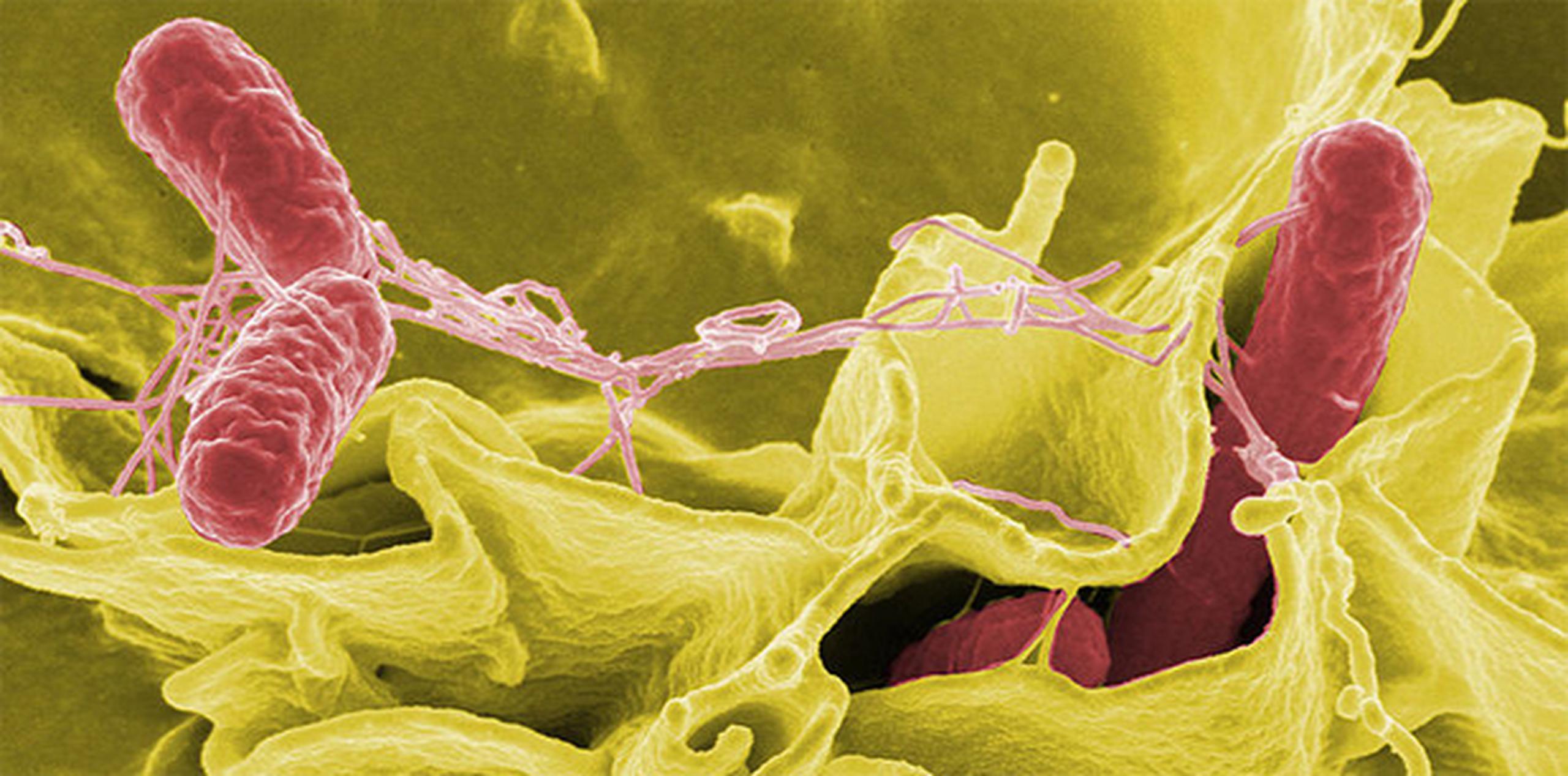 Imagen microscópica de la salmonella. (Fotos/Wikipedia)