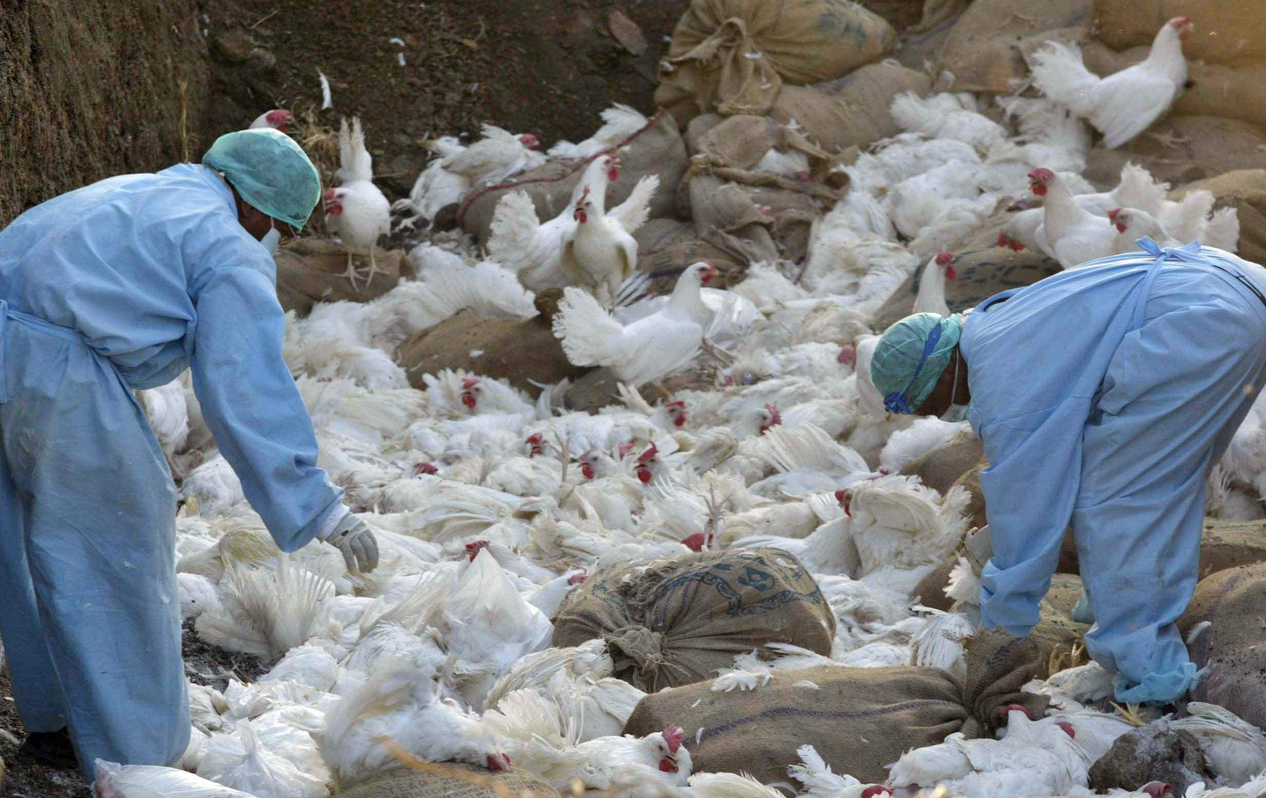 El año pasado, se registraron en China los primeros contagios humanos en el mundo de tres variantes del virus de la gripe aviar, las H7N9, H10N8 y H6N1. (AP)