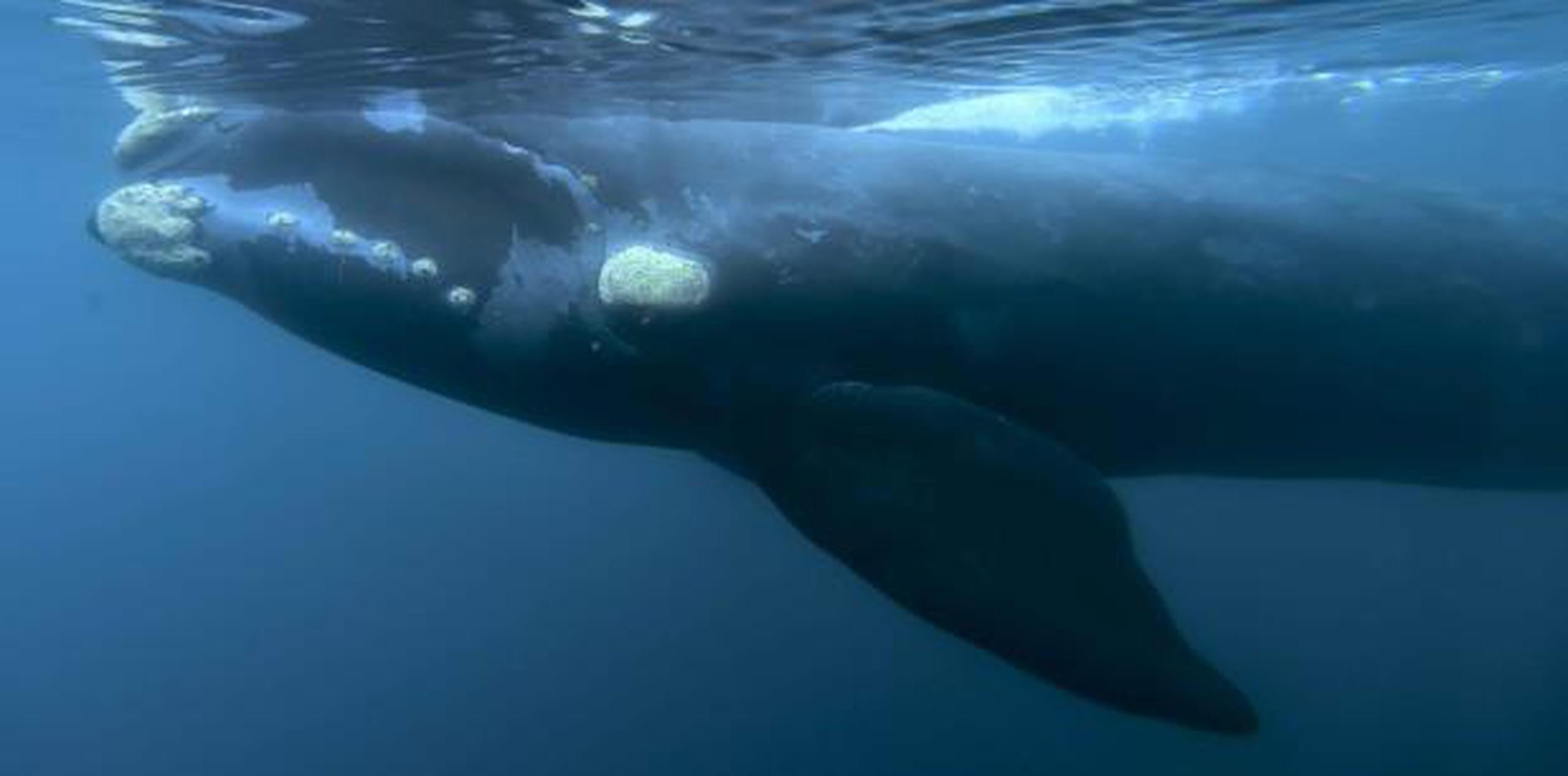 Japón propone ahora crear un panel que establezca cuotas de caza comercial de ballenas. No está claro cuándo ocurriría una votación. Japón podría retirar la propues. (AP)