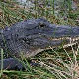 Automovilista muere al chocar con caimán en Florida