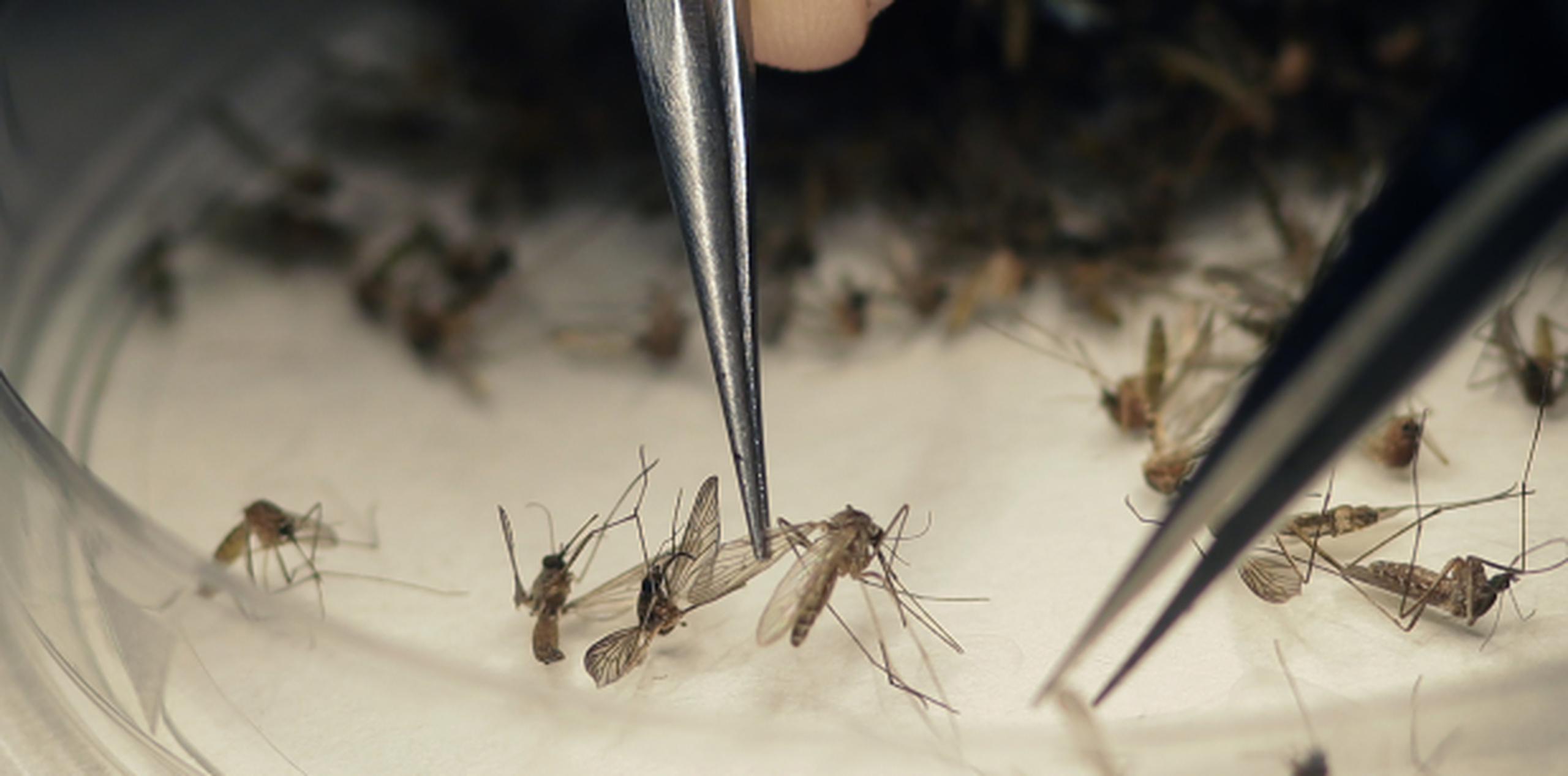 Puerto Rico ha padecido en la última década epidemias de dengue, chikungunya y zika, todas transmitidas por mosquitos. (Archivo)