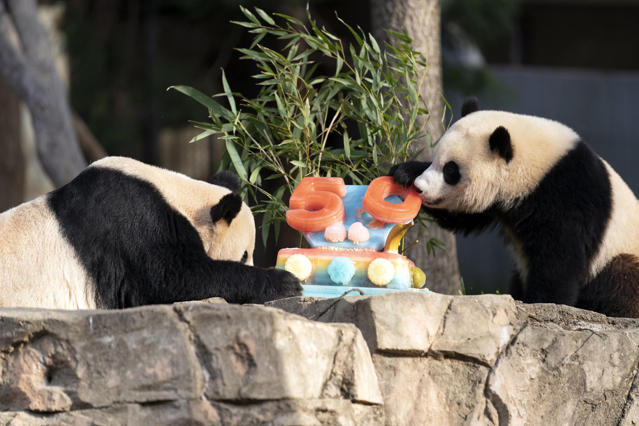 Además de celebrar el acuerdo de 1972 derivado de la histórica visita del presidente Richard Nixon a China, la celebración del sábado resaltó el éxito del programa global de cría de pandas, que ha ayudado a rescatar a los animales del borde de la extinción.
