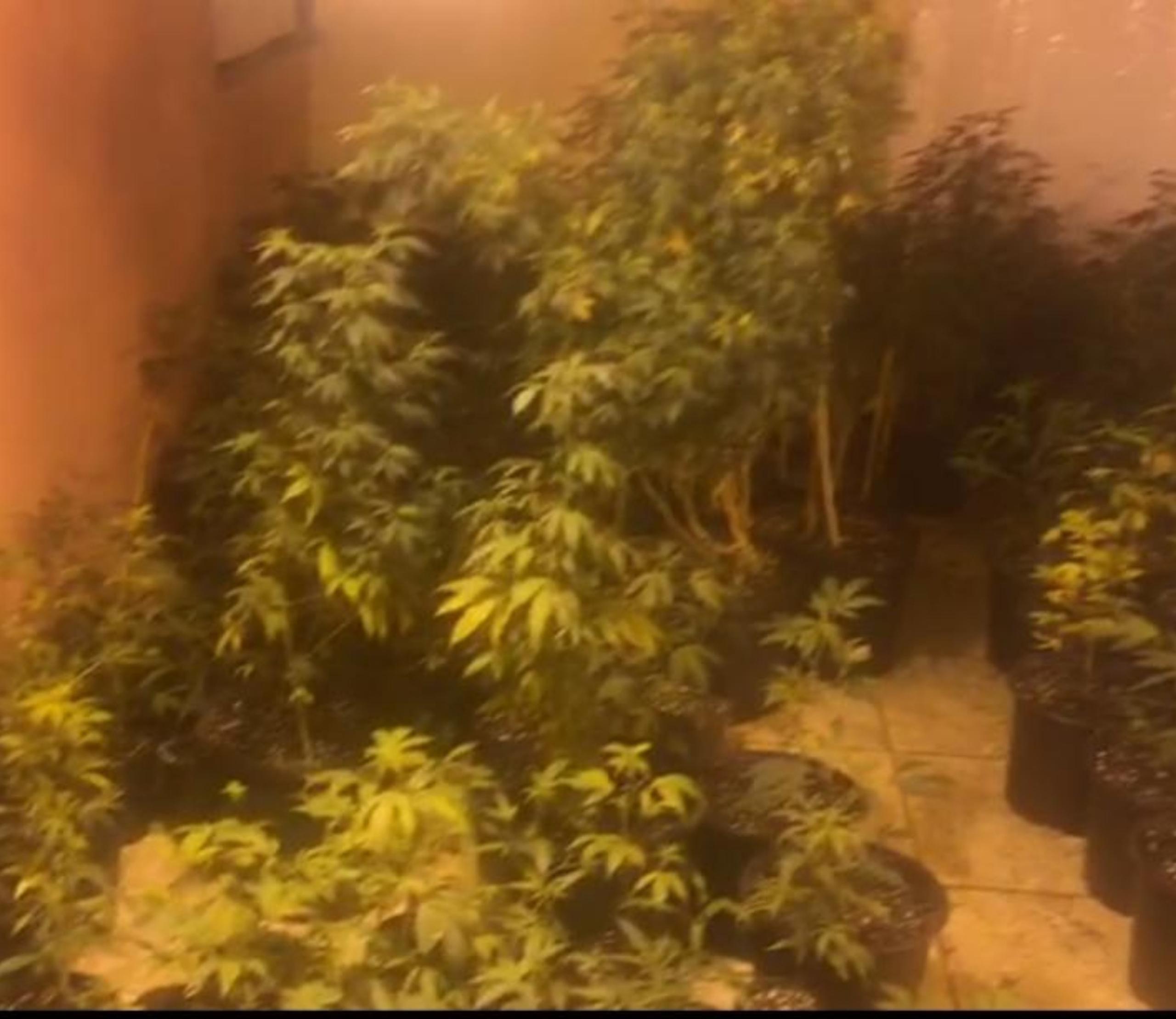 Las plantas de marihuana fueron transportadas a la División de Drogas de Aguadilla.