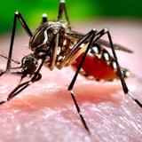 Salud recomienda estar vigilantes ante el dengue