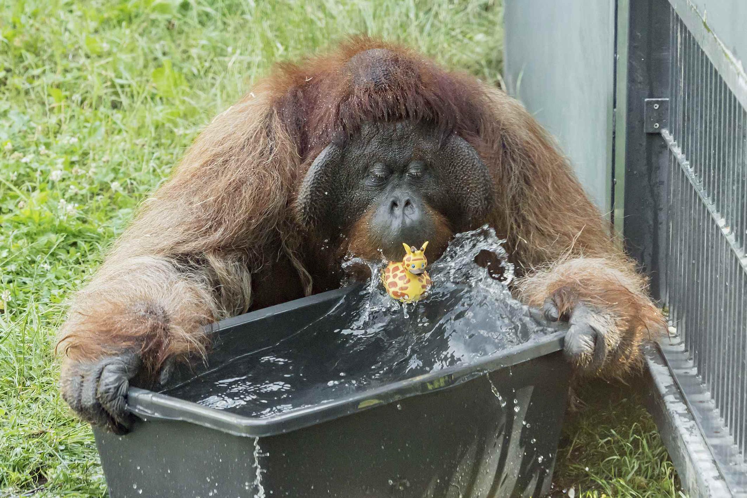 Fotografía publicada por el zoológico de Schoenbrunn, en Viena, de un orangután jugando con agua. (Daniel Zupanc / Zoológico de Viena vía AP)