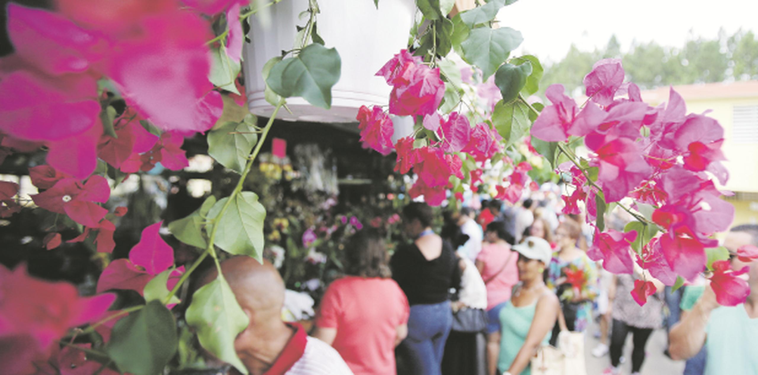 Festival De Las Flores Aibonito 2025