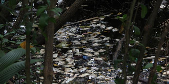No deben recogerse los peces muertos para consumo humano por las consecuencias que pudiera tener para la salud. (Archivo)