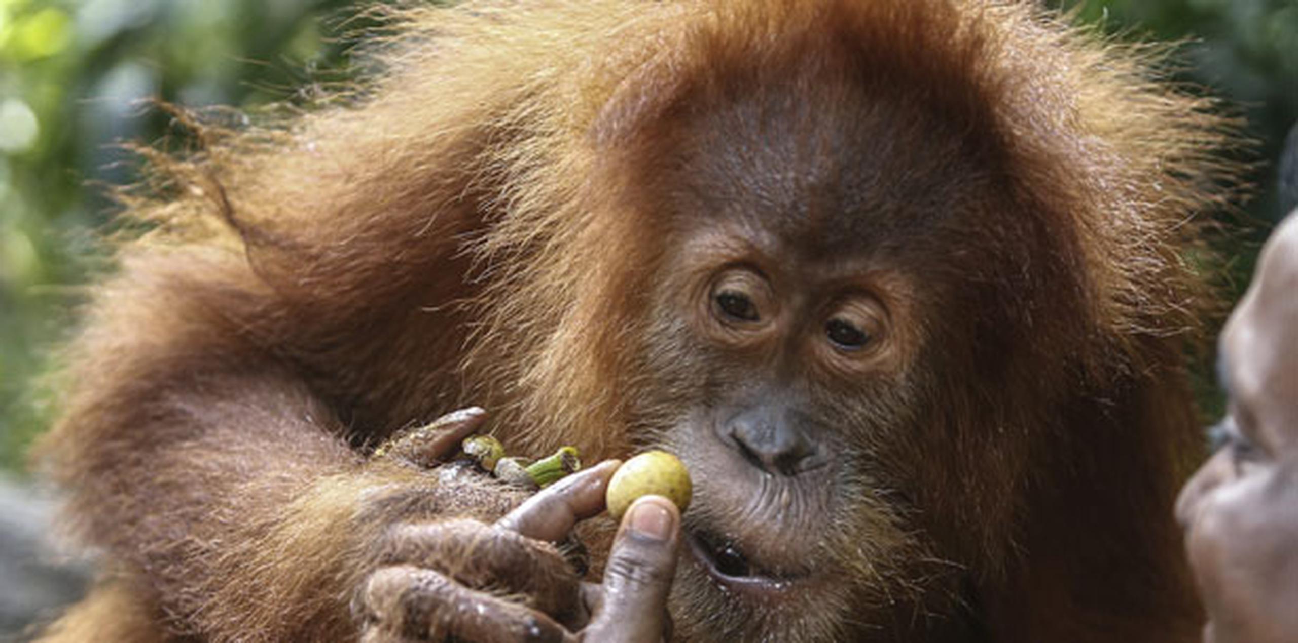 Los aldeanos vieron a la herida orangután en una granja en el distrito Subulussalam de la provincia Aceh la semana pasada con su cría de un mes, que sufría de seria desnutrición. (Archivo)