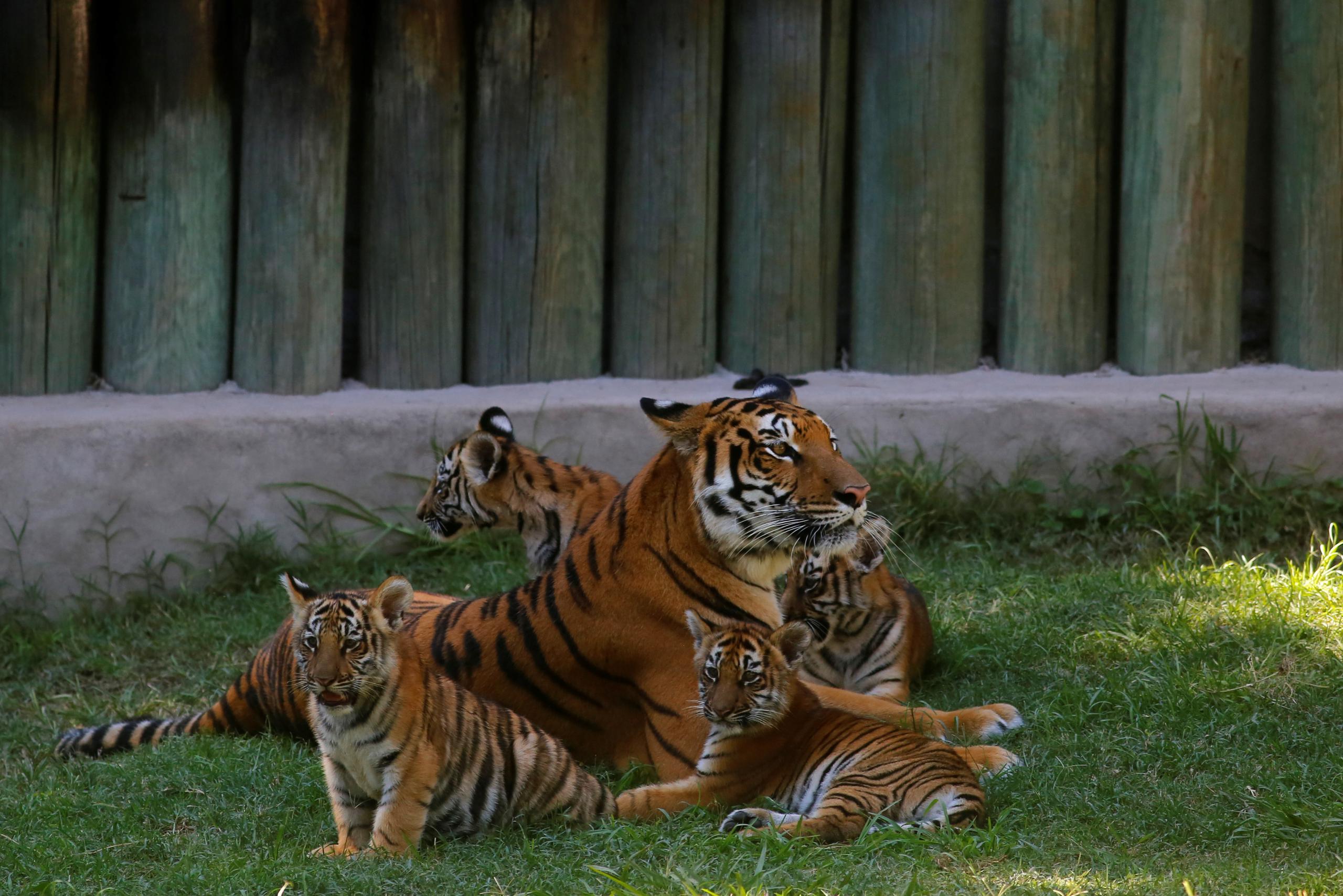 El tigre de bengala es una subespecie en peligro de extinción debido a la cacería y a la competencia cada vez más feroz para mantenerse en su hábitat que principalmente son los bosques templados de Asia.