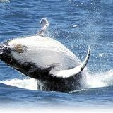 Salvación de las ballenas gracias a la inteligencia artificial
