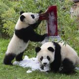 Pandas gemelos del zoológico de Berlín celebran su cumpleaños
