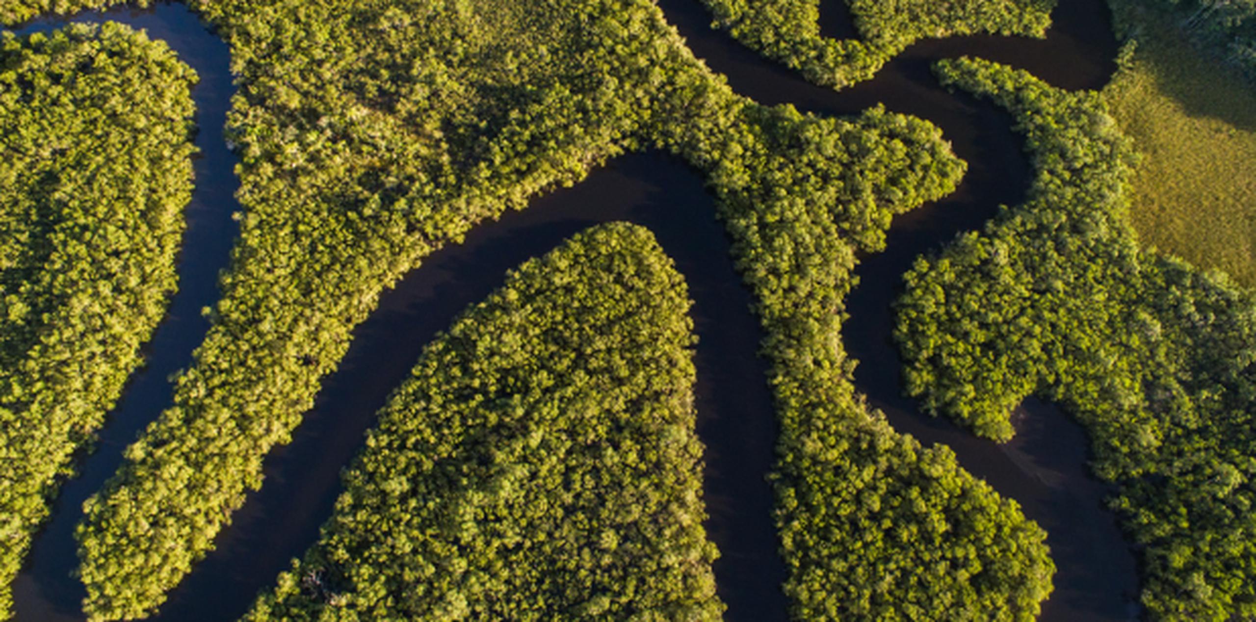 Para entender las biodiversidad del Amazonas es importante tener en cuenta estos episodios de inundación por el mar, asegura el estudio científico. (Shutterstock)