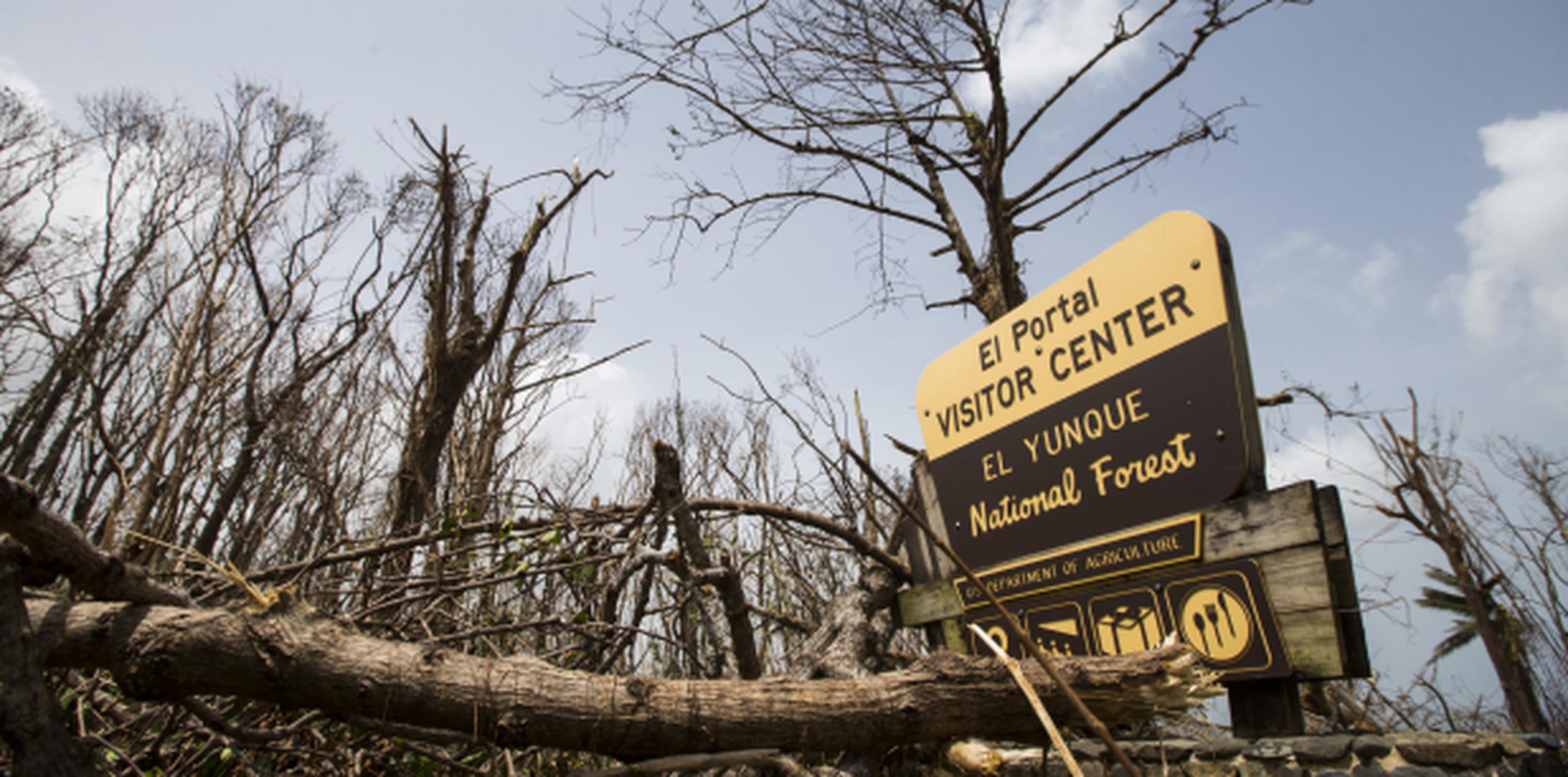 El bosque nacional El Yunque, al igual que los otros parques nacionales de la región, fue severamente afectado por el huracán María. (tonito.zayas@gfrmedia.com)