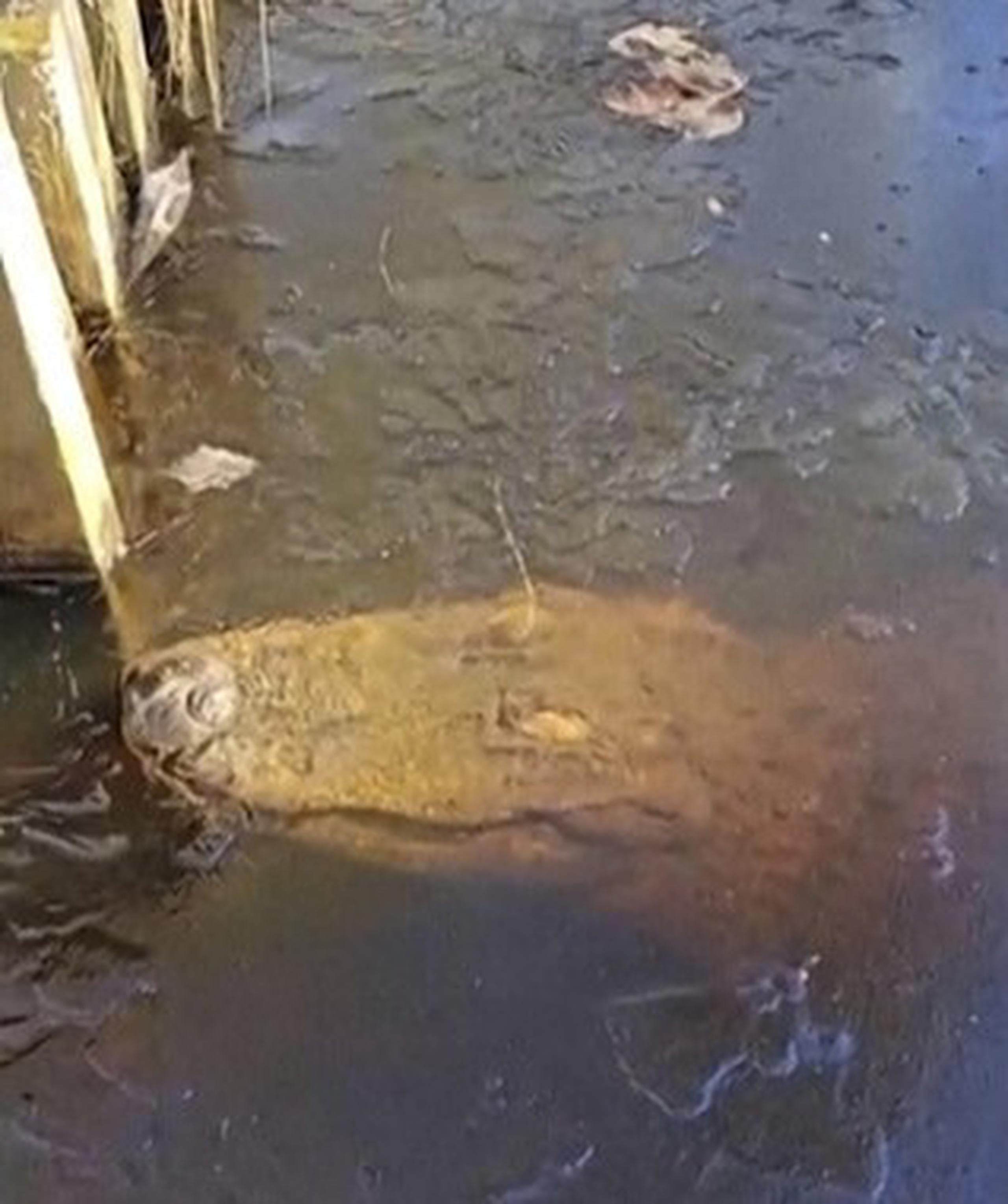 En esta imagen tomada de un video difundido por TMX/The Swamp Park, se puede a ver un caimán bajo el hielo en The Swamp Park el 21 de enero de 2024, en Ocean Isle Beach, Carolina del Norte.