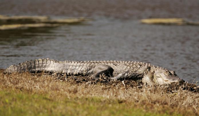 Según FWC, las lesiones graves causadas por los caimanes son raras en Florida.