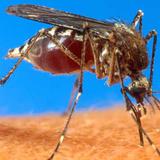 Se confirma otra muerte por chikungunya