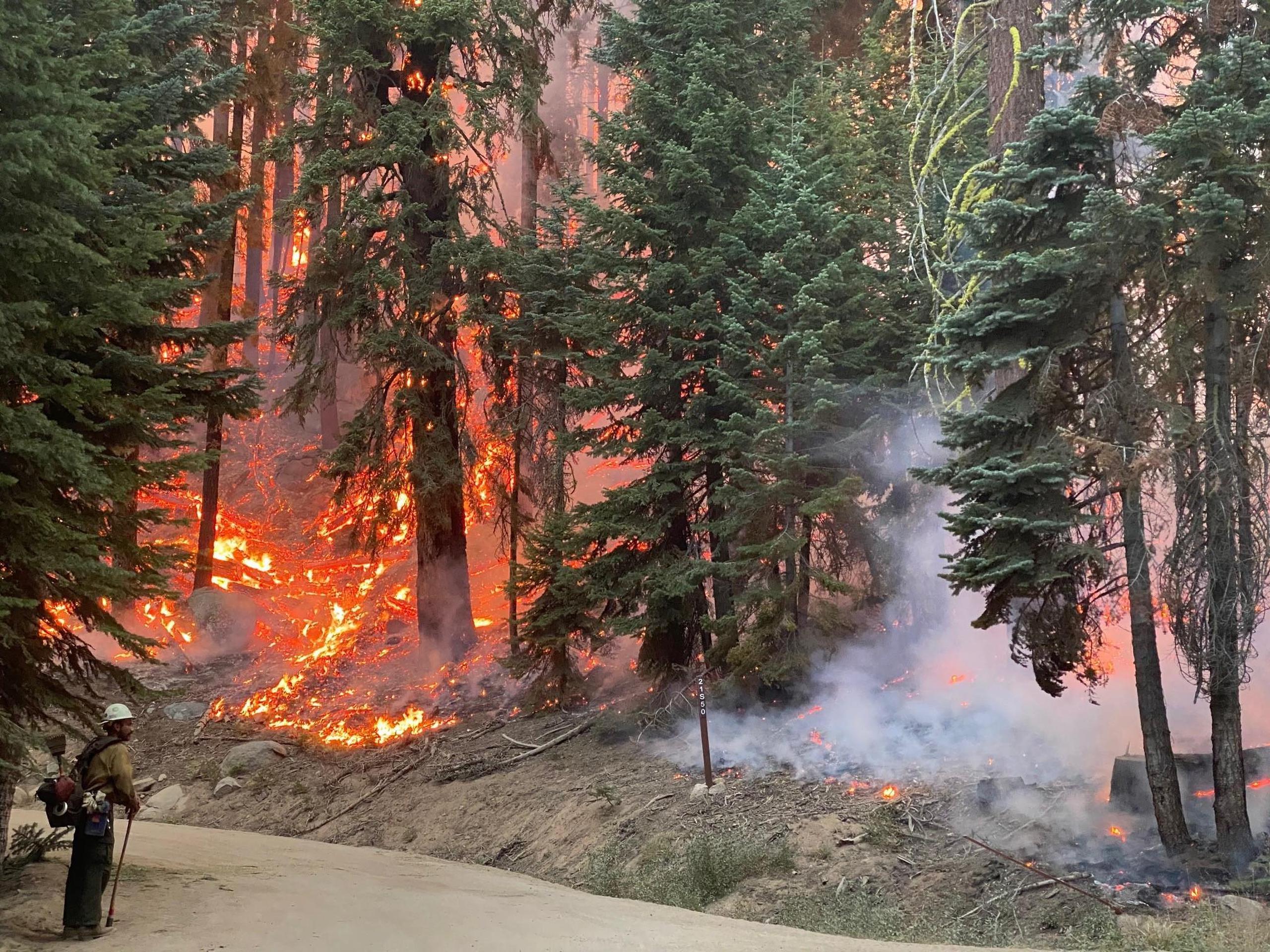 Fotografía cedida hoy por el Servicio Forestal de los Estados Unidos que muestra varias secuoyas mientras se incendian, en el Complejo SQF del Parque Nacional de las Secoyas en California (Estados Unidos). EFE