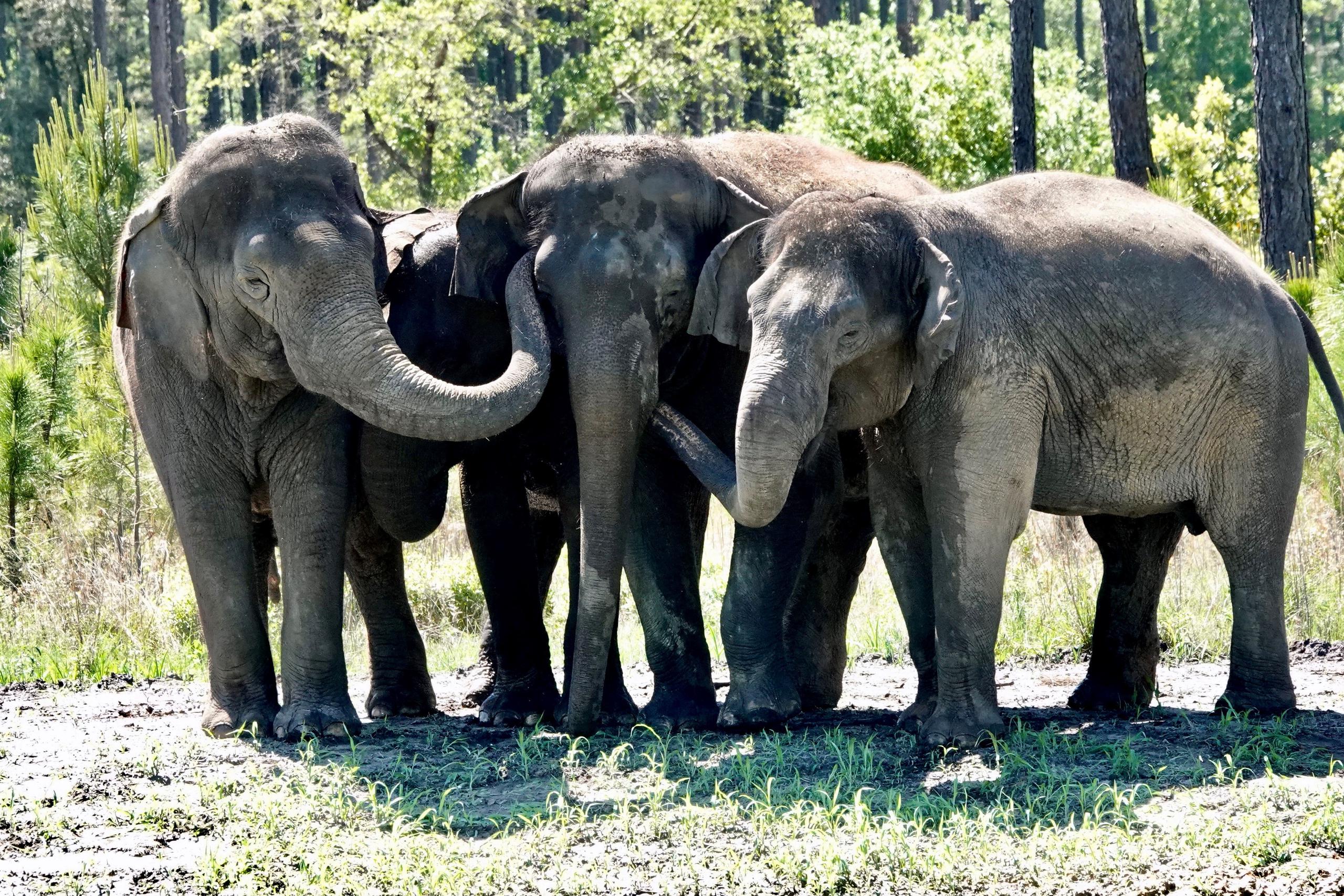 Los elefantes, que llegaron en camiones del condado Polk, en el centro de Florida, fueron en liberados en dos grandes potreros adyacentes a un granero especialmente diseñado para su aclimatación.
