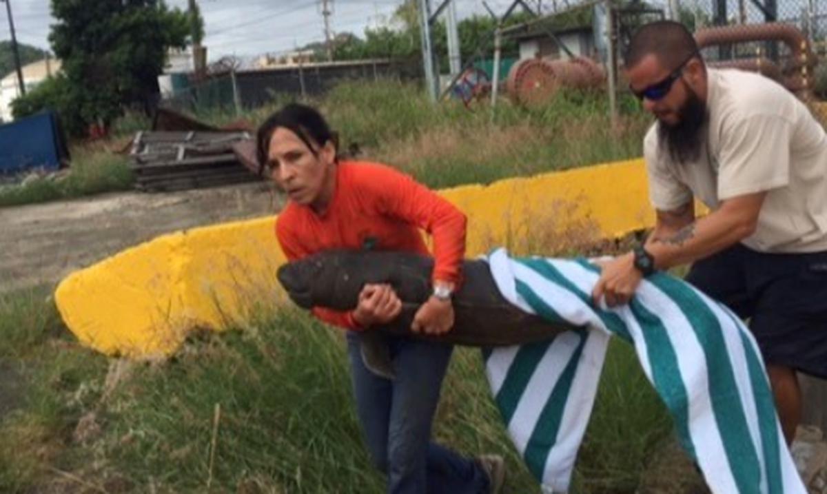 Rescatan bebé manatí en la bahía de San Juan Primera Hora