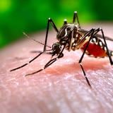 Brote de dengue en Argentina ha cobrado la vida de 161 personas