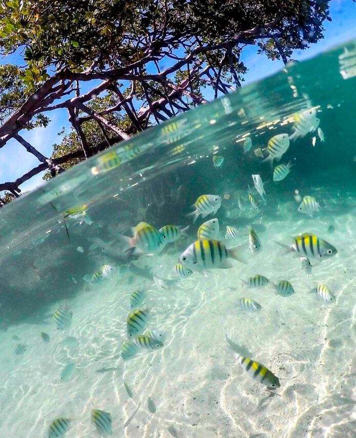 Animales se aprovechan de que estamos encerrados en nuestras casas