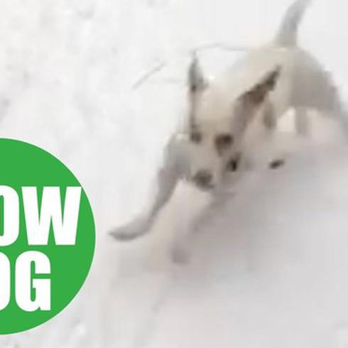 Perro rescatado en Puerto Rico enloquece con la nieve