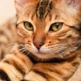 ¿Tener gatos podría aumentar el riesgo de tener esquizofrenia?