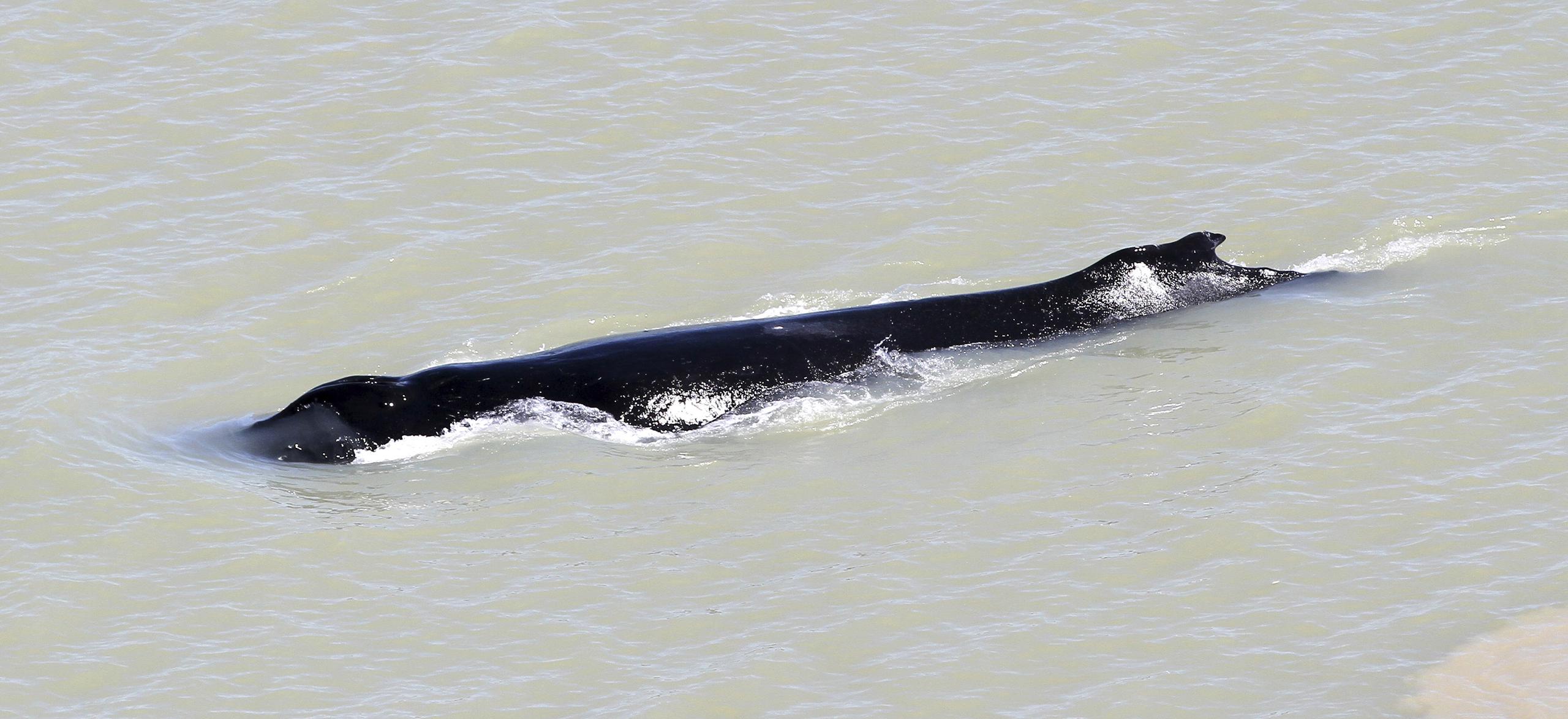 El cetáceo entró en el río a principios de mes junto a otros dos ejemplares, pero de estos se desconoce sus paraderos.