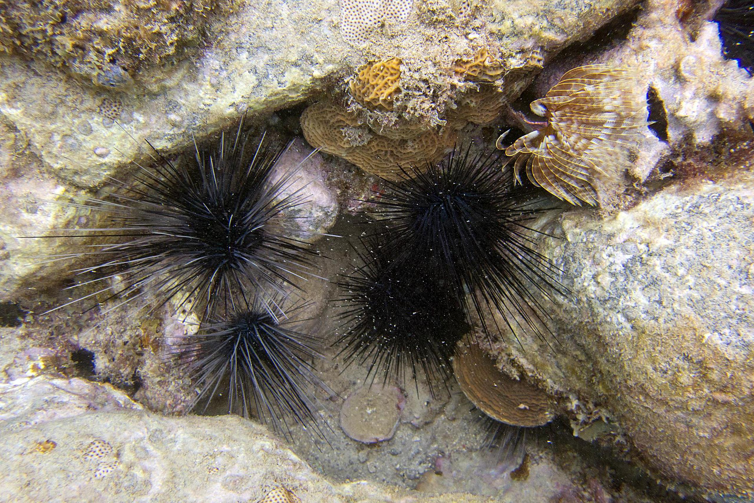 Fotografía cedida por la organización Atlantic and Gulf Rapid Reef Assessment donde se aprecia un erizo de espinas largas (Diadema antillarum).