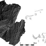 Descubiertos por primera vez en Escocia grabados de animales prehistóricos 